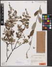 Foto von Salix cantabrica Rech. f.